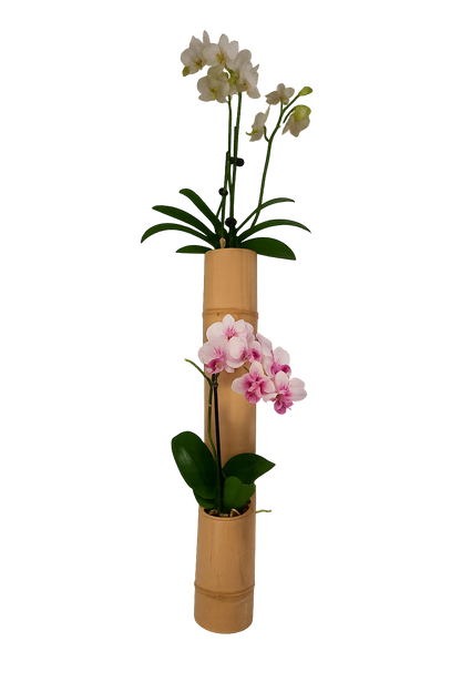 Double vertical planter